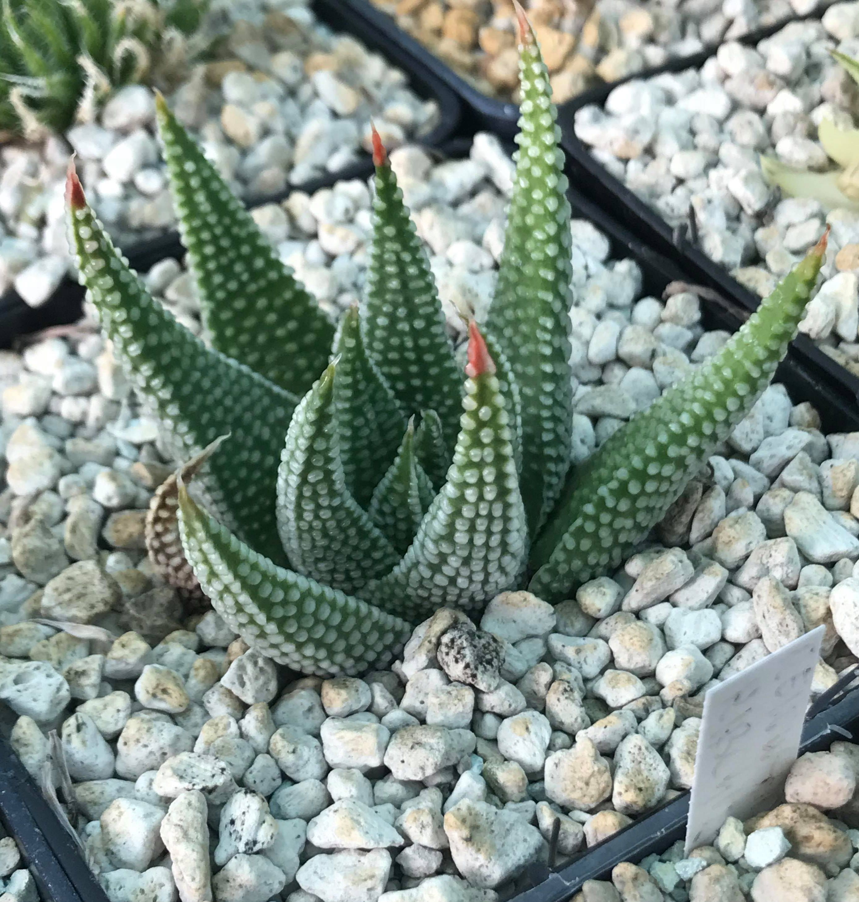 Haworthia / Tulista opalina GM718B